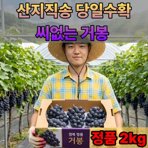 상품 이미지: [초특가] 국내산 씨없는 거봉 포도, 1박스, 정품 2kg (3-4수)