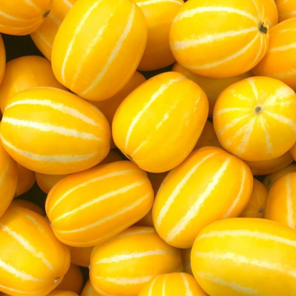 상품 이미지: 시즌종료임박 산지직송 고당도 가정용 꿀 참외 10kg (사이즈랜덤)