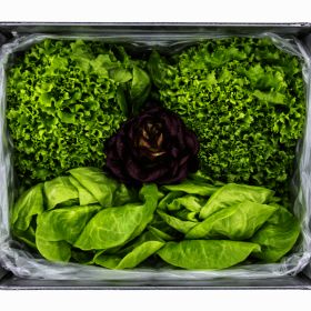 상품 이미지: 유수담 GAP인증 유러피안 샐러드채소 1kg(4-5종 랜덤 발송)
