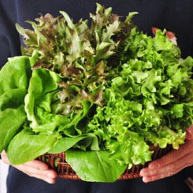 상품 이미지: (신선집중) 샐러드 채소 당일수확 유럽샐러드 채소1kg