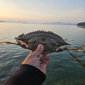 상품 이미지: 국내산 활 숫꽃게 3kg (9-15미) 초특가행사 자연산 꽃게 당일조업 산지직송 무료배송 빙장포장