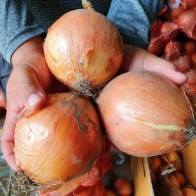 상품 이미지: (신선집중) 단단하고 오래가는 화산마을 양파 10kg(장아찌용)