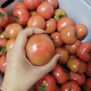 상품 이미지: 단단하고 맛있는 찰토마토 5kg 크기랜덤