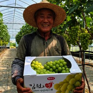 상품 이미지: 샤인머스켓 청포도 2kg(실중량 1.5kg) 3~6수 실속형 / 시즌 막판 특가판매중