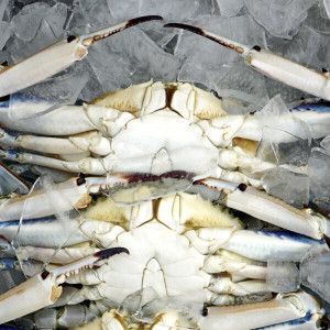 상품 이미지: 당일조업 얼음포장 서해안 생물 꽃게 2kg / 26년 햇 가을꽃게
