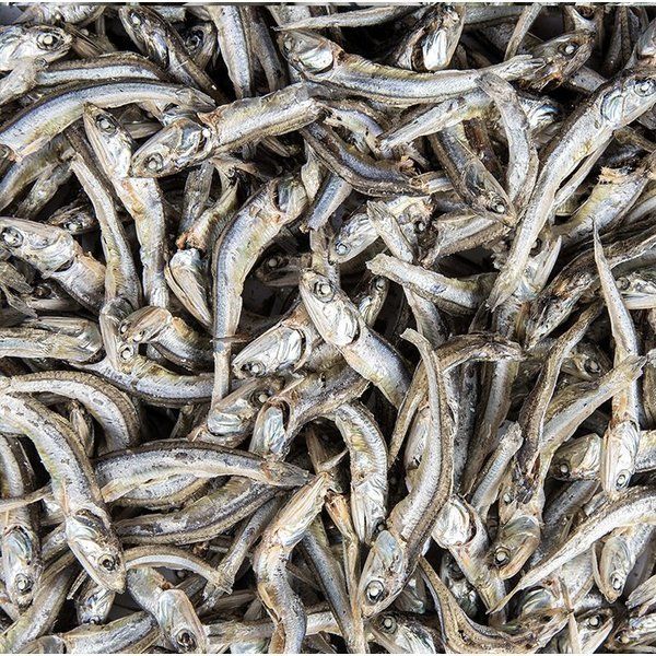 상품 이미지: (신선집중) 짜지않고 맛있는 국내산 햇멸치 국내산 고바멸치 조림안주용 1.5kg