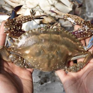 상품 이미지: (신선집중) 국내산 제철 꽃게 가을 숫꽃게 2kg(kg당 3~5미내외) / 2건 구매 시 2000원 할인