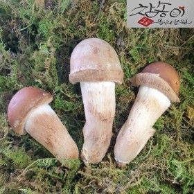 상품 이미지: 곡성 친환경 참송이버섯 500g (농장직송)