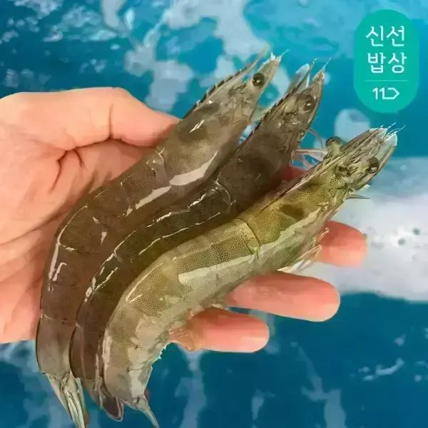 상품 이미지: [품질보장] 이순신수산 국내산 흰다리새우 제철 생물 활새우 소 1kg (40-45미)