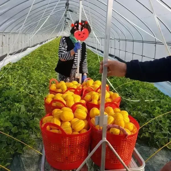 상품 이미지: 다담농산 성주참외 5kg(중대과/못난이실속)/포장재포함/실중량도표참조