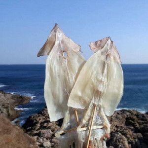 상품 이미지: 우체국쇼핑 가을바다 부드러운 마른오징어 20마리 1kg (건오징어)
