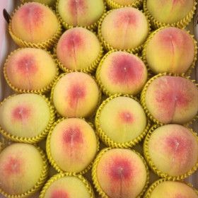 상품 이미지: (신선집중) 산지직송/당일수확 쫀득 말랑 달콤 황도/백도 복숭아 4kg (26~30과)딱딱이/말랑이 첫수확특가