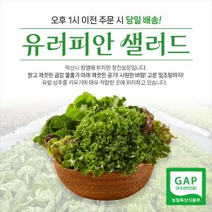상품 이미지: 유럽상추 GAP인증유럽야채 샐러드상추쌈채소 산지직송 당일수확 루꼴라 / 5~6종(산지직송)