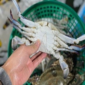 상품 이미지: (신선집중) 국내산 활 숫꽃게 꽃게 1+1kg 총 2kg 당일경매 당일포장 발송