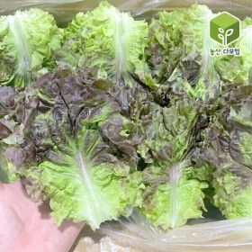 상품 이미지: 국내산 포찹 꽃상추 4kg