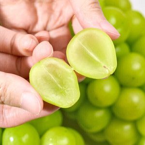 상품 이미지: (신선집중) 오늘 300박스 한정 특가 2kg 4-5수 고당도 샤인 머스켓 못드시는건 판매하지 않겠습니다