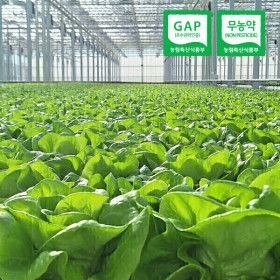 상품 이미지: (신선집중) 유러피안 샐러드 야채 쌈채소 (무농약/GAP인증) 1kg내외(3-6종랜덤)