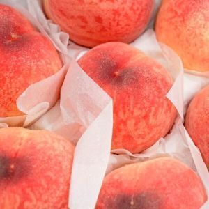 상품 이미지: (신선집중) 경북 달콤한 딱딱이 복숭아 정품 4KG 중과 (19-24과)