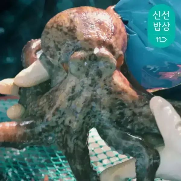 상품 이미지: [품질보장]이순신수산 남해안 자연산 돌문어 1.5kg [1-5미]