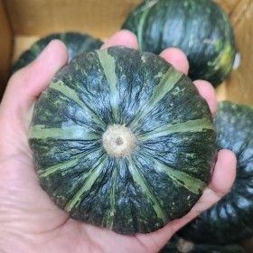 상품 이미지: 제주 산지직송 미니 밤호박 보우짱 단호 2kg 여름철 다이어트 영양간식 제주 미니 밤호박 보우짱 단호박