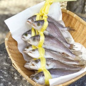 상품 이미지: 긴가이석태 침굴비 10마리 1.2kg 침조기 반건조손질