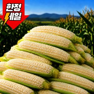 상품 이미지: (한정초특가) 국내산 미백 찰 옥수수 30개 특품 17cm 내외 달콤쫀득 싱싱아삭 영월 프리미엄