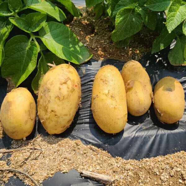 상품 이미지: (신선집중) 국내산 골든에그 감자 중(개당 50~90g내외) 5kg 신품종