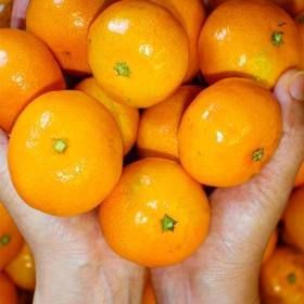 상품 이미지: (신선집중) 천하일품 제주 하우스 감귤 1kg 로얄과(S/M)