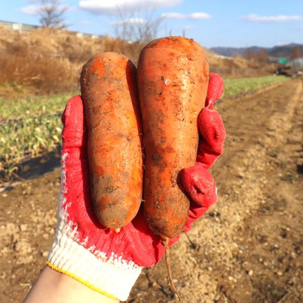 상품 이미지: [아빠의마음]국내산 햇 흙당근 5kg(상품)