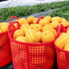 상품 이미지: 참외 성주농부 산지직송 꿀폭탄 참외 10kg(랜덤)