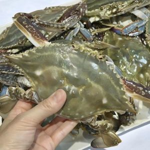 상품 이미지: (신선집중) 국내산 서해 5도 제철 가을 활 숫꽃게 1kg 4~6미 제철 살이 오동통 오른 꽃게 생물 빙장포장