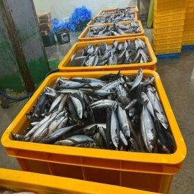상품 이미지: 국내산 부산 손질 대왕 자반고등어 10미 대짜 (3.7kg 내외) / 8월 마지막 한정특가 / 구이 조림