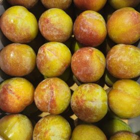 상품 이미지: 산지직송 햇 자두 특대과 2kg 추희자두 왕자두 새콤달콤 과즙팡팡