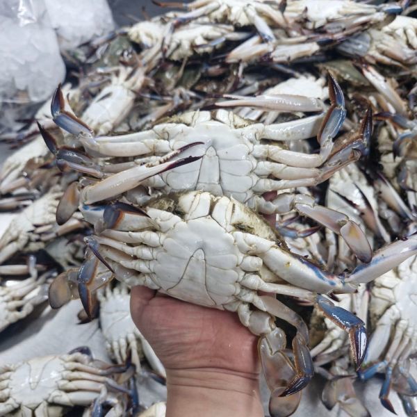 상품 이미지: (신선집중) 서해안 자연산 활 꽃게 100% 생물 /3kg 9-18미내외 / 숫꽃게 100% /당일조업/당일경매