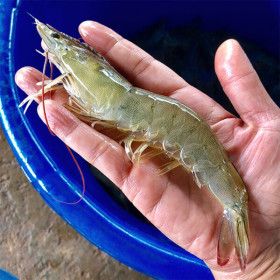 상품 이미지: (신선집중) 국내산 제철 흰다리 왕새우 1kg 쿠폰가 28080원 생 새우회 횟감