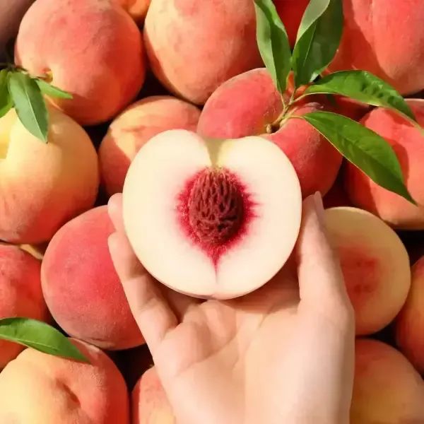 상품 이미지: 아삭한 딱딱이 백도 복숭아 10kg