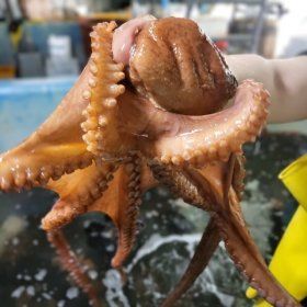 상품 이미지: 당일조업 국내산 활 돌문어 1kg / 당일발송 2kg이상 주문 시 다듬이홍합 1kg 추가발송 / 말복 복날 몸보신