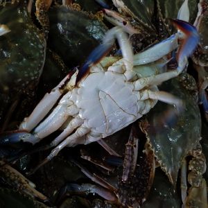 상품 이미지: 국내산 생물 숫꽃게 1kg +1kg