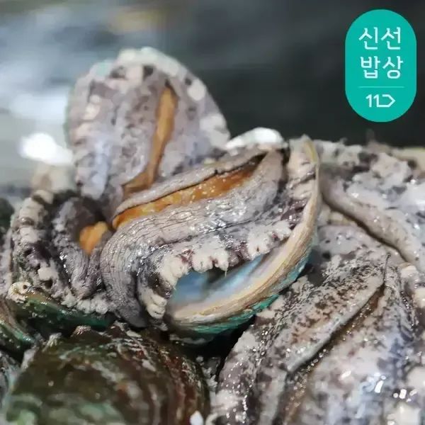 상품 이미지: [바다마을] 완도 대왕특대활전복 6~7미 1kg #국내산