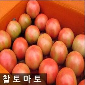 상품 이미지: 명품찰토마토 5kg(5번)소과 /한정특가