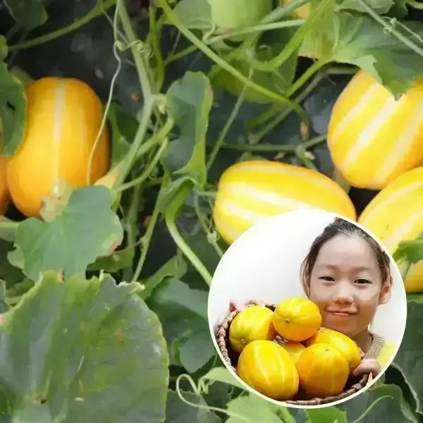 상품 이미지: 성주 꿀 참외 10kg 랜덤과 가정용 몬난이
