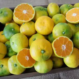 상품 이미지: 제주 햇 극조생 감귤 실중량 4.5kg 로얄과(S-M)