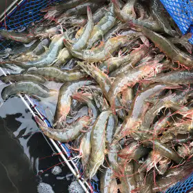 상품 이미지: (신선집중) 산지직송 신안 흰다리새우1kg 30~40미 내외