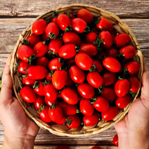 상품 이미지: [헤이달다]마트납품용 대추 방울 토마토 2kg(특품) 마감임박