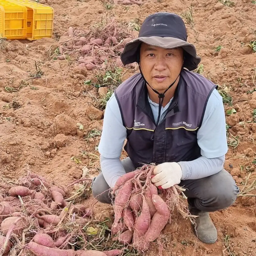 상품 이미지: 해남 밤고구마 꿀고구마 못난이 10kg 진율미 베니하루카 호풍미 호박고구마