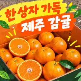 상품 이미지: 감귤의신 고당도 제주 노지 조생 감귤 귤 5kg 10kg