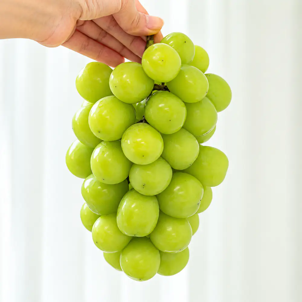 상품 이미지: [농할] 경북 샤인머스켓 망고포도 2kg