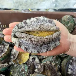 상품 이미지: 부직포가방포장완도 활 전복 6-7미 1kg 선물세트