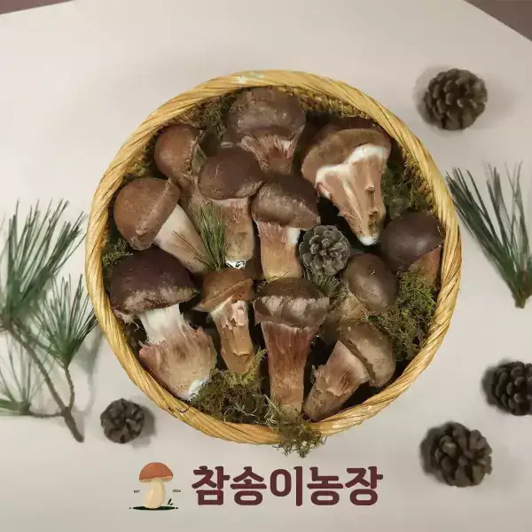 상품 이미지: [참송이농장] 국내산 최상급 참송이버섯 가정용 500g/1kg (2시까지 주문가능)