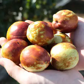 상품 이미지: 햇 사과대추 1kg(혼합과) / 3번 깐깐하게 선별한 가을 제철 산지직송
